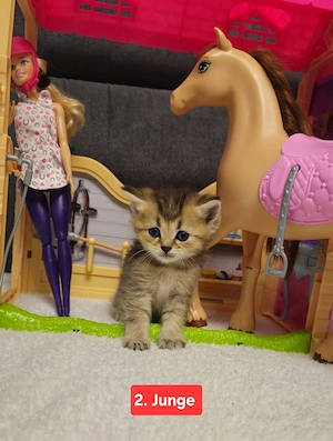 Bkh kitten Bild 3