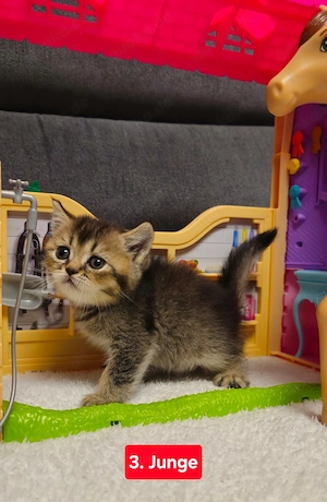 Bkh kitten Bild 5