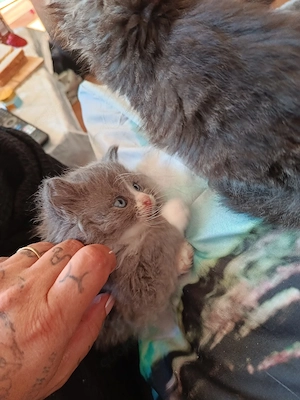 Radgoll kater 8wochen