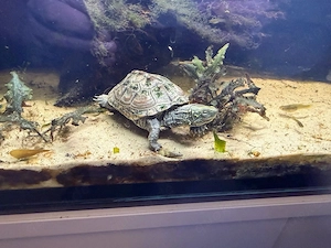 Chinesische Dreikielschildkröte (Mauremys reevesii)
