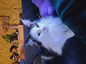 Norwegische Waldkatze sucht ein neues Zuhause 