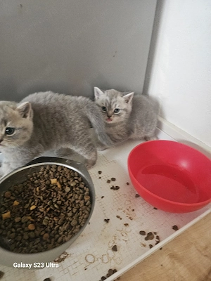 bkh blh kitten 