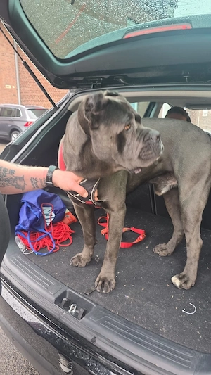 Cane Corso Rüde 