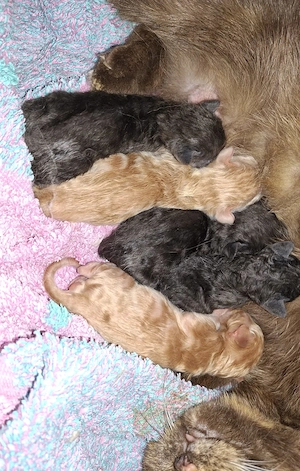 Kleine BKH Bärchen auf der Suche nach ihrem Herzensplatz 