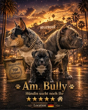 American Bully Hündin sucht noch ein Zuhause
