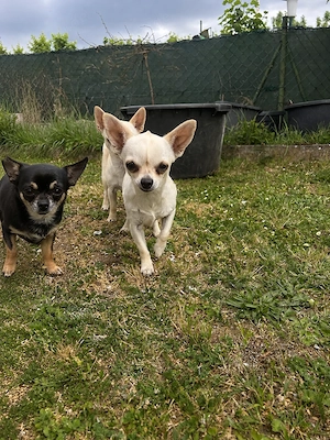 Chihuahua Weibchen Stitze sucht ein schönes zuhause 