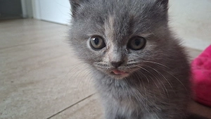 4 BKH Kitten suchen eine Liebevolle Familie