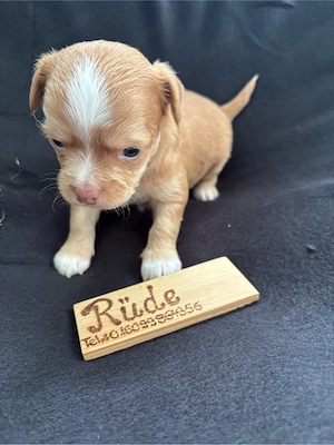 Langhaar Chihuahua welpen suchen ihre Familie