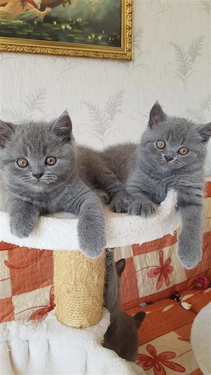BKH Kitten