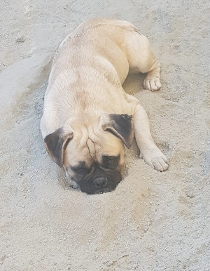 Franzosenmix Bild 2
