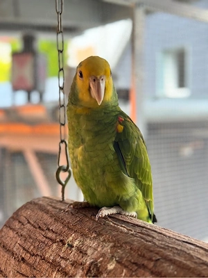 Amazonen Doppelgelbkopf pärchen 