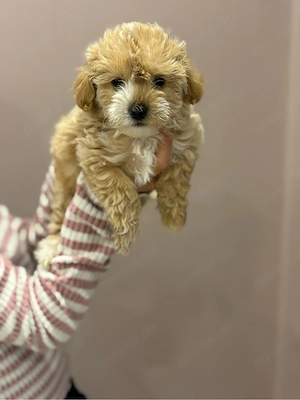 zwergpudel maltipoo welpen weibchen