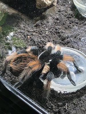Verkaufe 1.0 Brachypelma emilia von 2019
