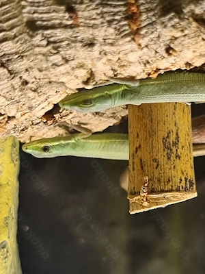 Smaragd-Langschwanzeidechse (Takydromus smaragdinus) Bild 3