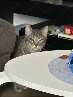 verspielter kater