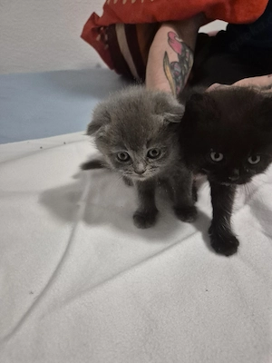 Zwei Kitten suchen ein liebevolles Zuhause.