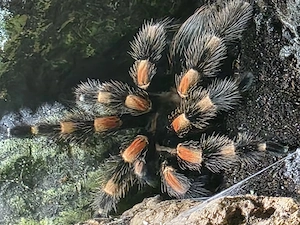 Biete 1.0 Vogelspinne Brachypelma smithi ex.annitha Bild 3