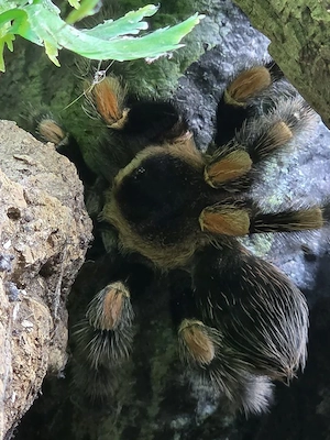 Biete 1.0 Vogelspinne Brachypelma smithi ex.annitha Bild 2