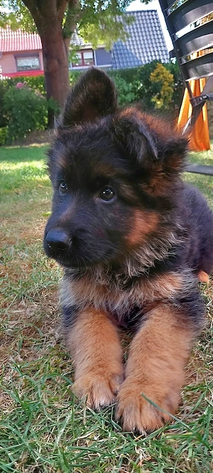 Altdeutscher Schäferhund Welpen