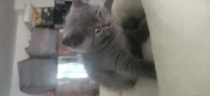 Bkh Kitten 
