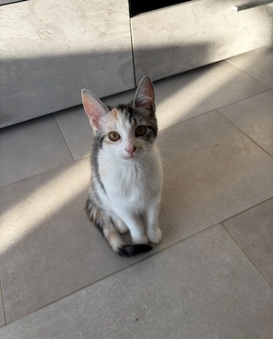 Babykatze Abzugeben 