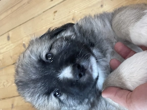Welpen Leonberger Mischlinge Lepnbergermix 