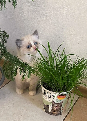 Reinrassige Ragdoll Kitten