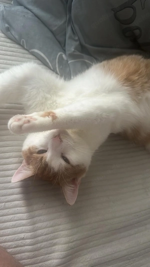 liebvoller Kater 