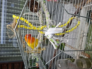 Agapornis Pfirsichkopfchen