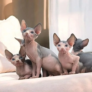 Wunderschöne, reinrassige Kanadische Sphynx zu verkaufen.