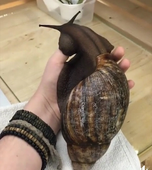 achatschnecken gesucht 