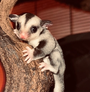 Sugar Glider Jungtier (männlich) 