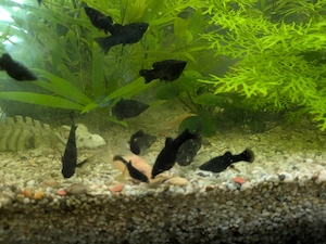Black Mollys abzugeben 