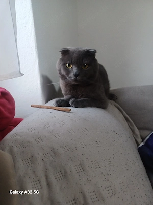 Schottischer Fahlohrkater