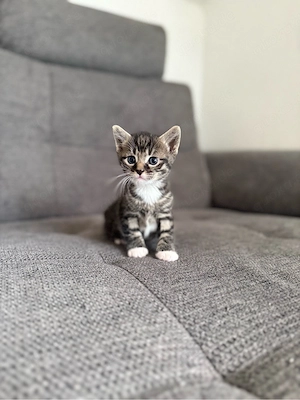 Kitten Katzenbaby Kater männlich getigert 