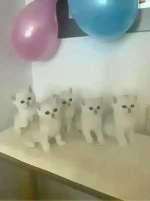 BKH Britisch Kurzhaar Kitten