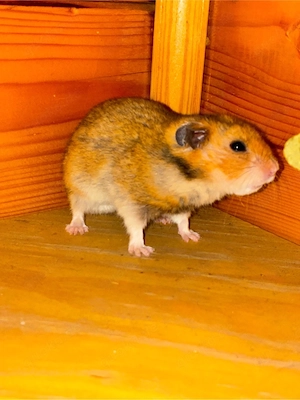 goldhamster 1 jahr