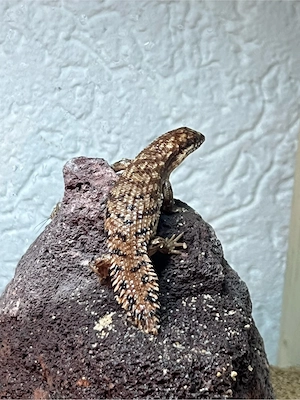 Egernia depressa Nachzuchten '26