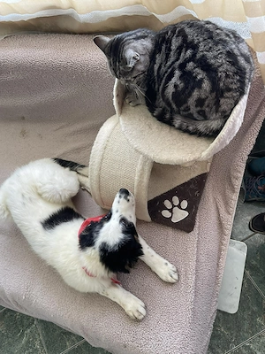 BLANKY - sucht ihr Für-immer-Zuhause (wartet in Rumänien) Bild 9