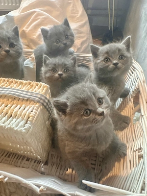blh kitten  Bild 4