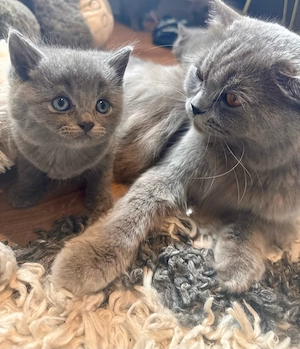 bkh kitten 