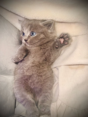 bkh kitten 