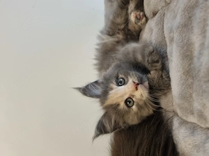 Reinrassige Maine Coon Kitten XXL 