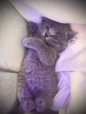 bkh kitten 