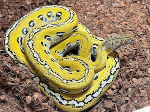 0.1 Malayopython reticulatus Aztec Lemonglow '22