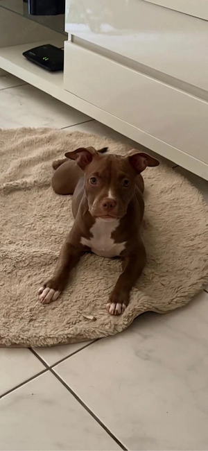 American Pocket Bully Hündin 