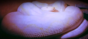 Netzpython 