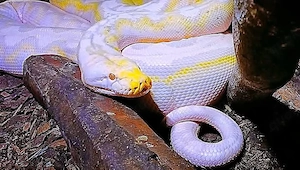 Netzpython  Bild 6