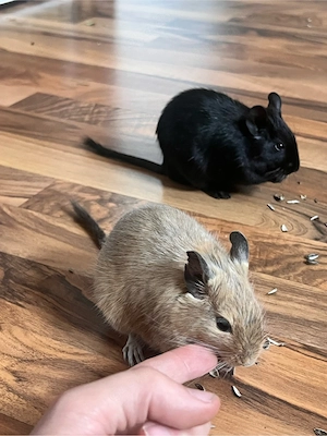 2 Degus 2,5 Jahre