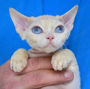 Devon Rex Kitten   Kater YACOB. 